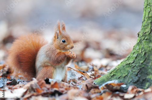Red squirrel écureuil roux