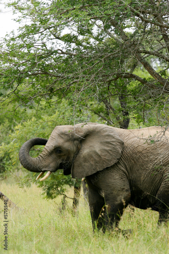 Fototapeta premium African Elephants