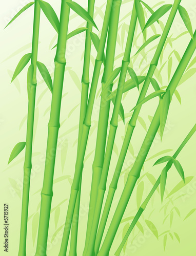 Green forest of bamboo stalks