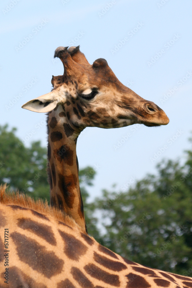 Obraz premium girafe