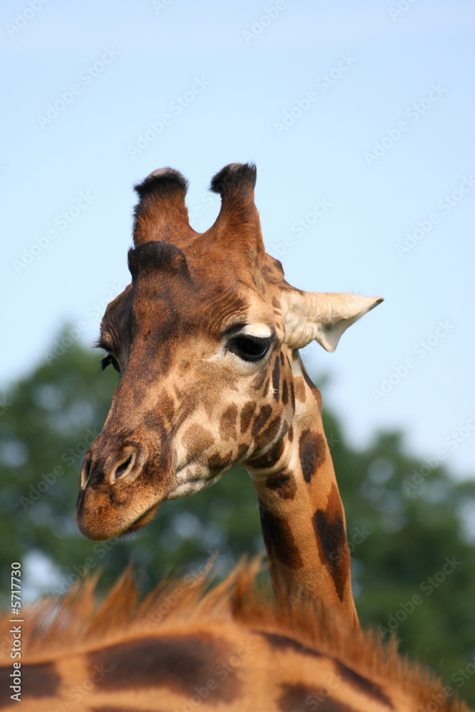 Naklejka premium girafe