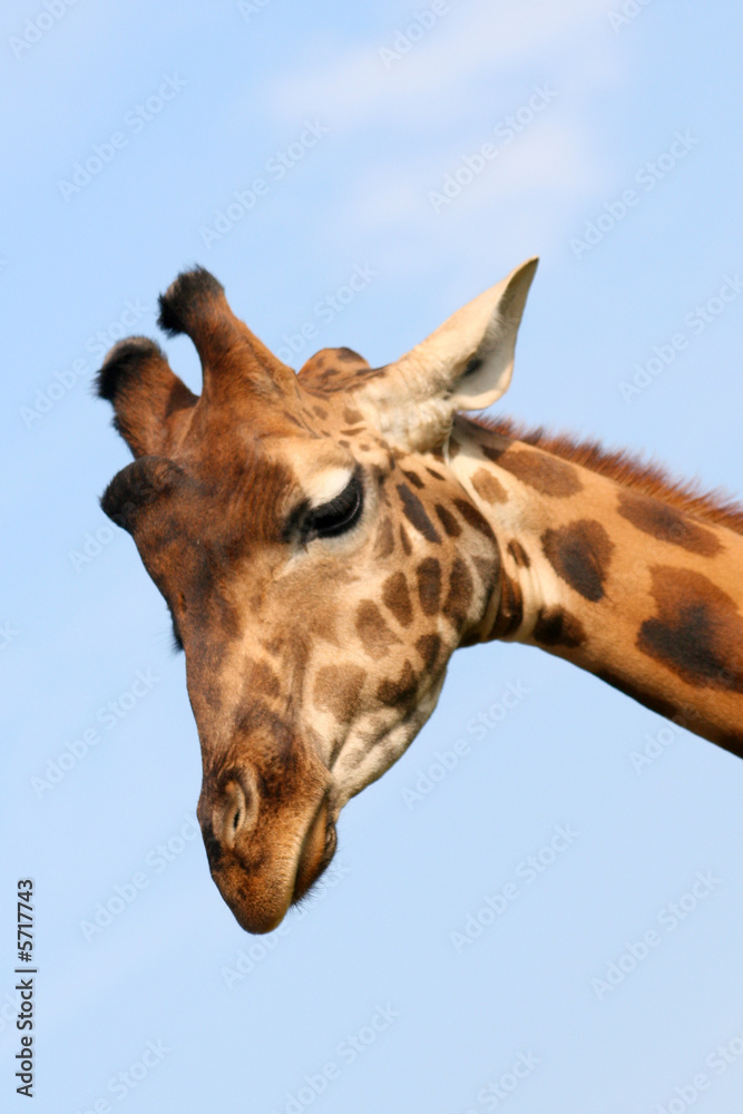 Naklejka premium girafe