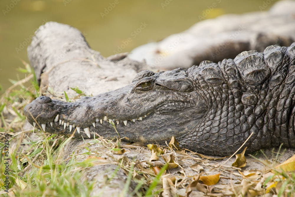 Nile Crocodile Nile Crocodile