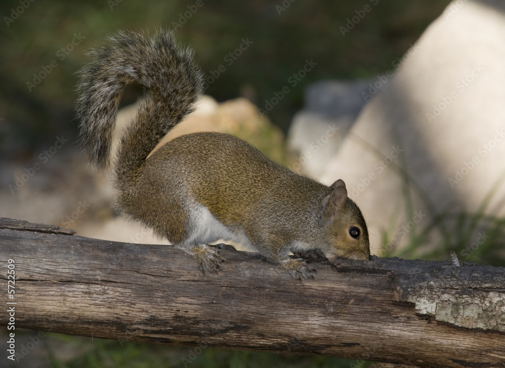 Eastern Gray Squirrel Eastern Gray Squirrel