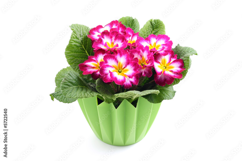 close-ups of primula in pot isolated on white close-ups of primula in pot isolated on white