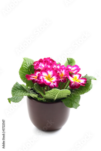 close-ups of primula in pot isolated on white