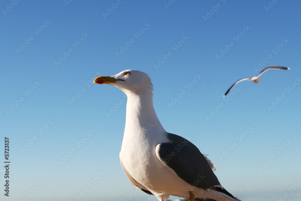 Naklejka premium Sea gulls