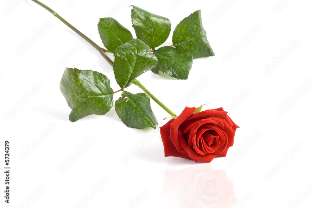 rose rouge rose rouge