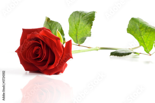rose rouge photo
