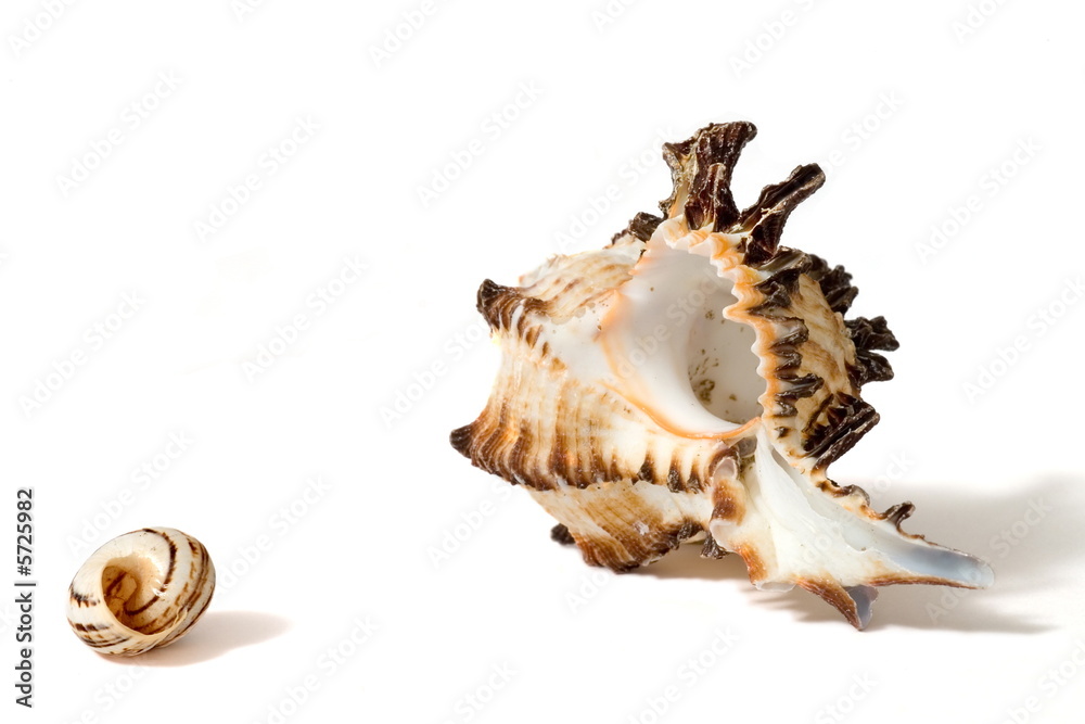 Two sea shells on white background Two sea shells on white background