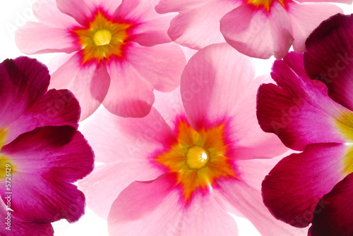 transparent flowers on light box