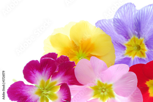 colorful flowers