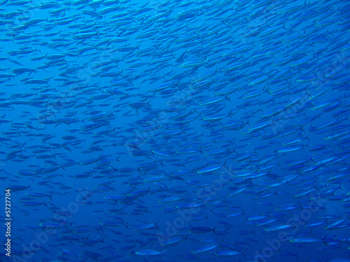A School of small fish (Boga) in the Caribbean Sea