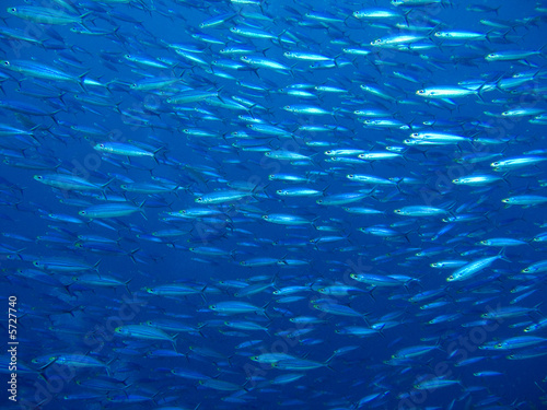 A School of small fish in the Caribbean Sea
