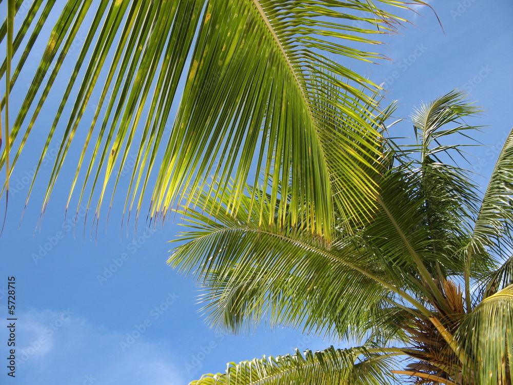 Fototapeta premium palmenblätter