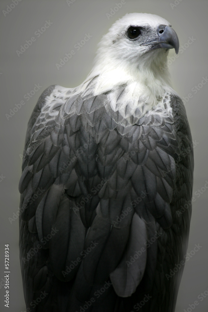 White Bellied Sea Eagle White Bellied Sea Eagle