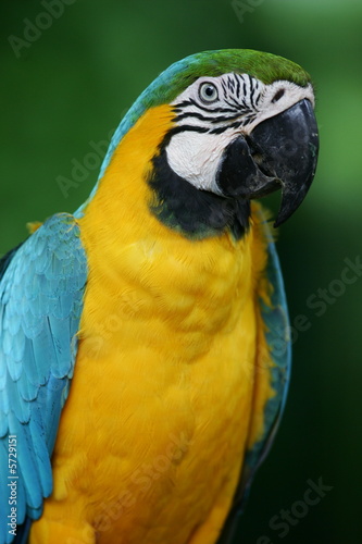 Blue & Yellow Macaw © Kitch Bain
