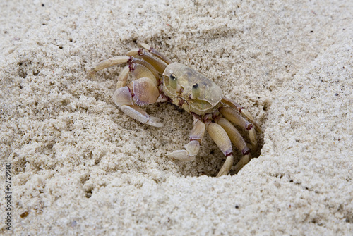 Kenya : plage de Diani : crabe des sables photo