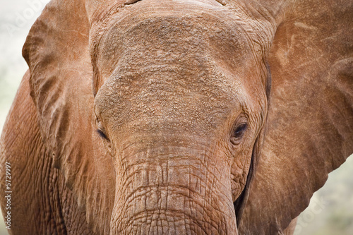 Kenya : parc du tsavos : éléphant photo