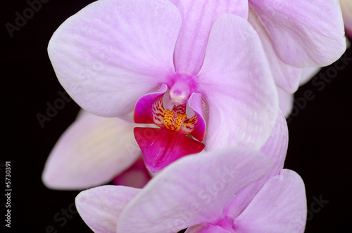 Orchid 1