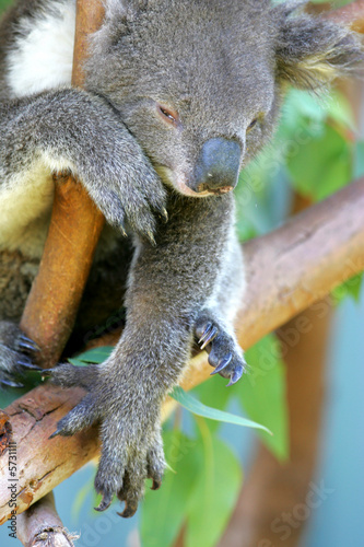 Canvas Print Koala Bear