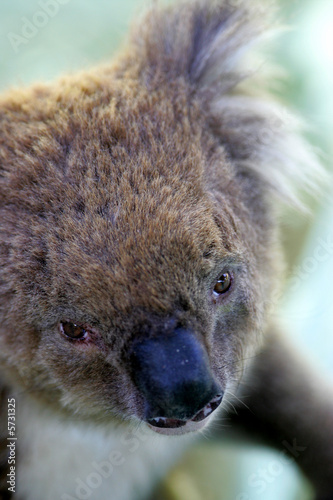 Photography Koala Bear