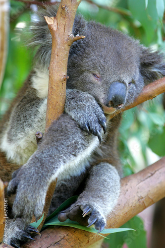 Photography Koala Bear