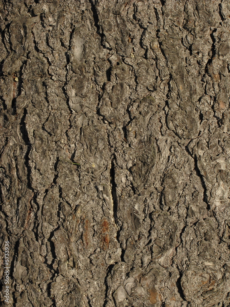 Old fir bark texture Old fir bark texture