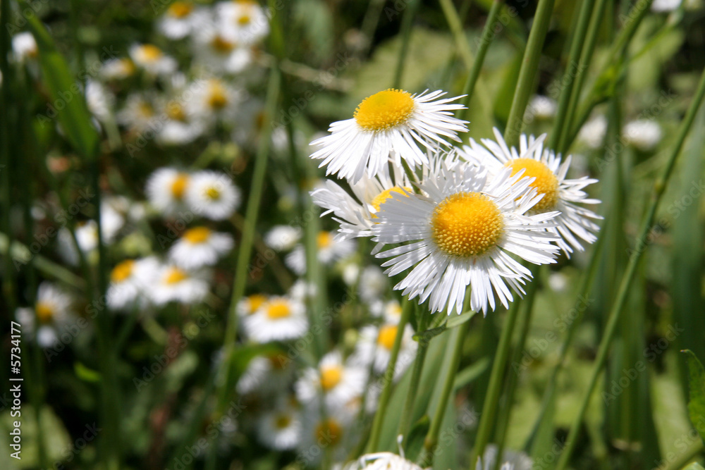 Fototapeta premium Wiesenblume