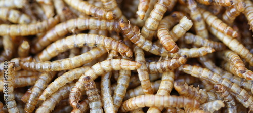 meal worms © Alison Bowden