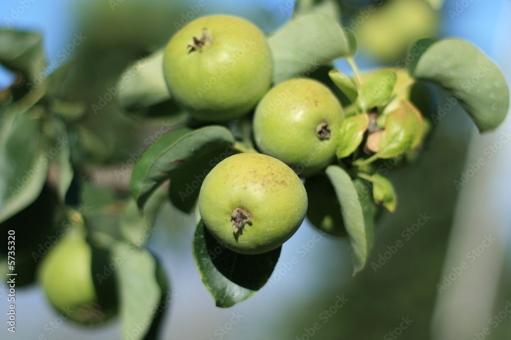 Fototapeta premium Apples On The Tree