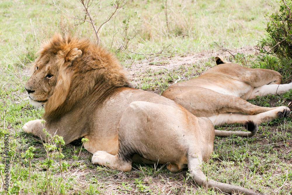 couple of lions in the wild couple of lions in the wild