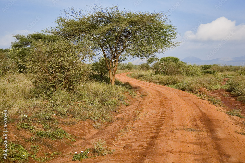 Kenya : parc Tsavos : épineux et piste
