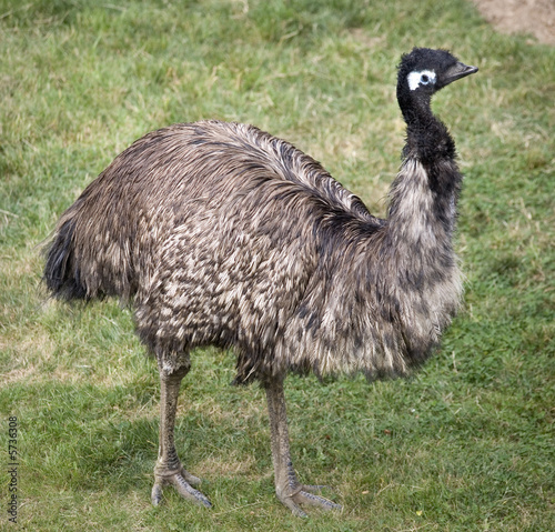 Emu Standing Up  