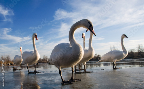 Obraz na płótnie swans w salonie