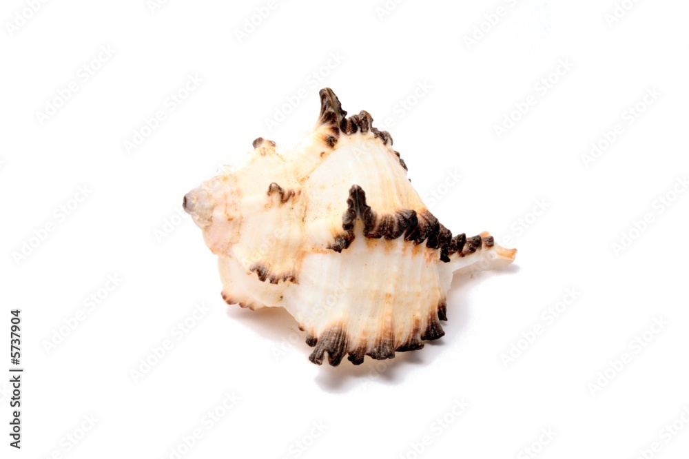 Sea shell Sea shell