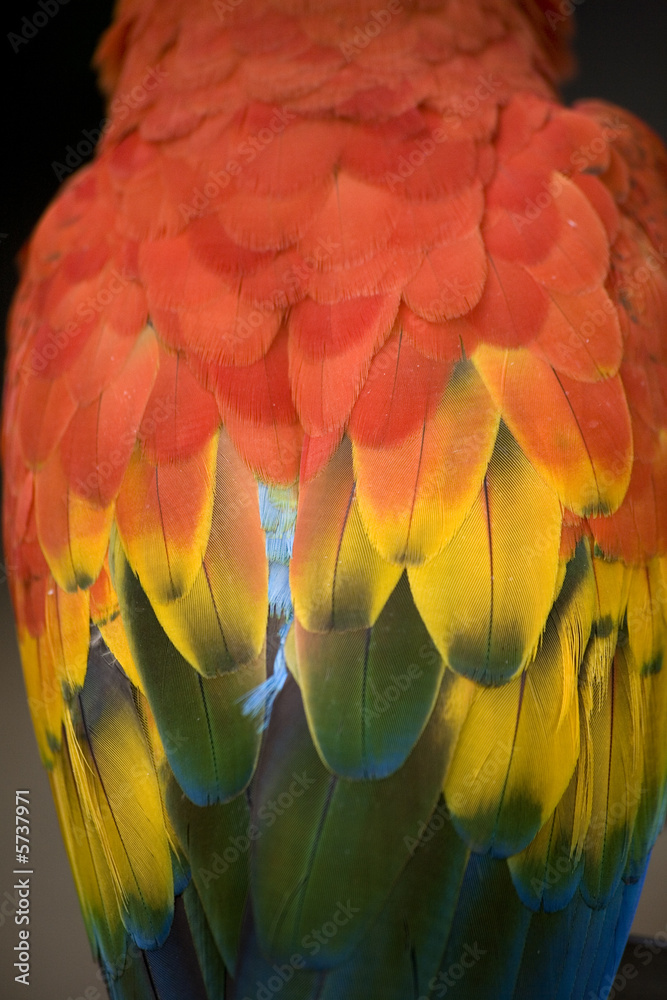 Fototapeta premium Scarlet Macaw Feathers on Back Close Up Macro