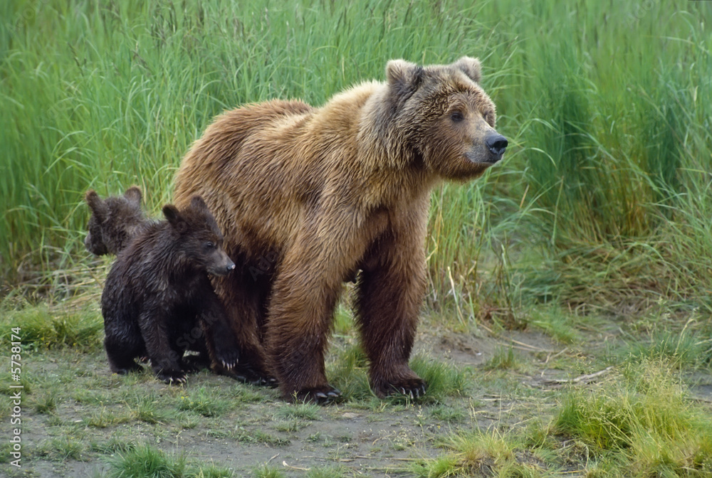 Grizzly bear with her twin cubs. Photographed in SW Alaska Grizzly bear with her twin cubs. Photographed in SW Alaska