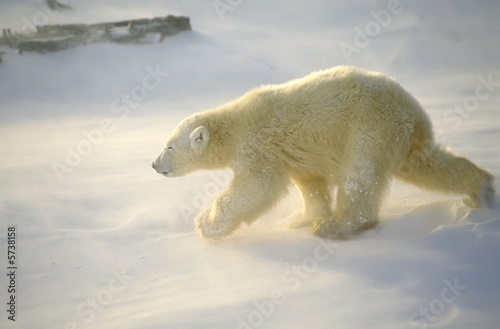 Polar bear in blowing snow with low sunlight. Canadian Arctic