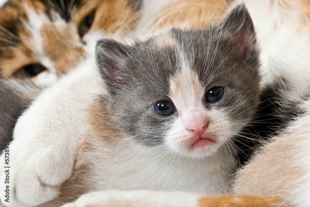 domestic animal series: funny kitten with mother domestic animal series: funny kitten with mother