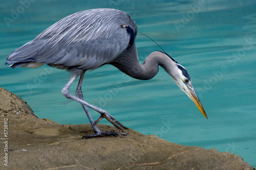 Great Blue Heron Close Up Looking for fish photo