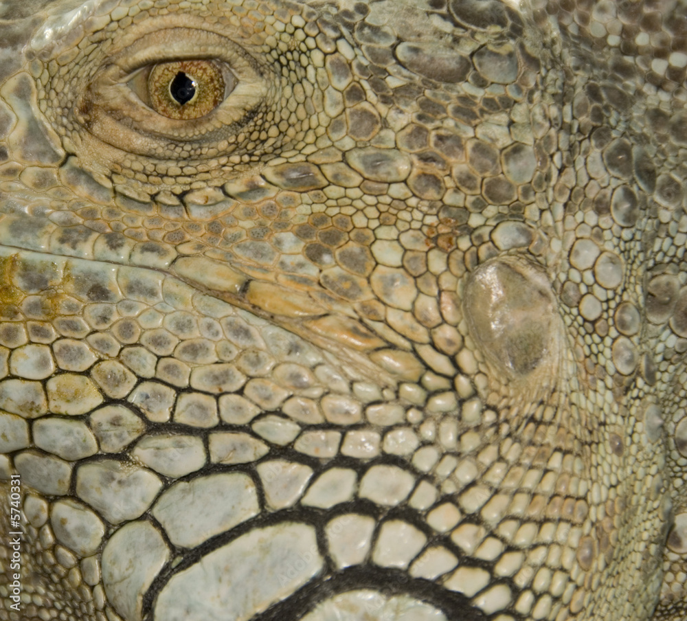 Naklejka premium close-up of an eye of a green iguana