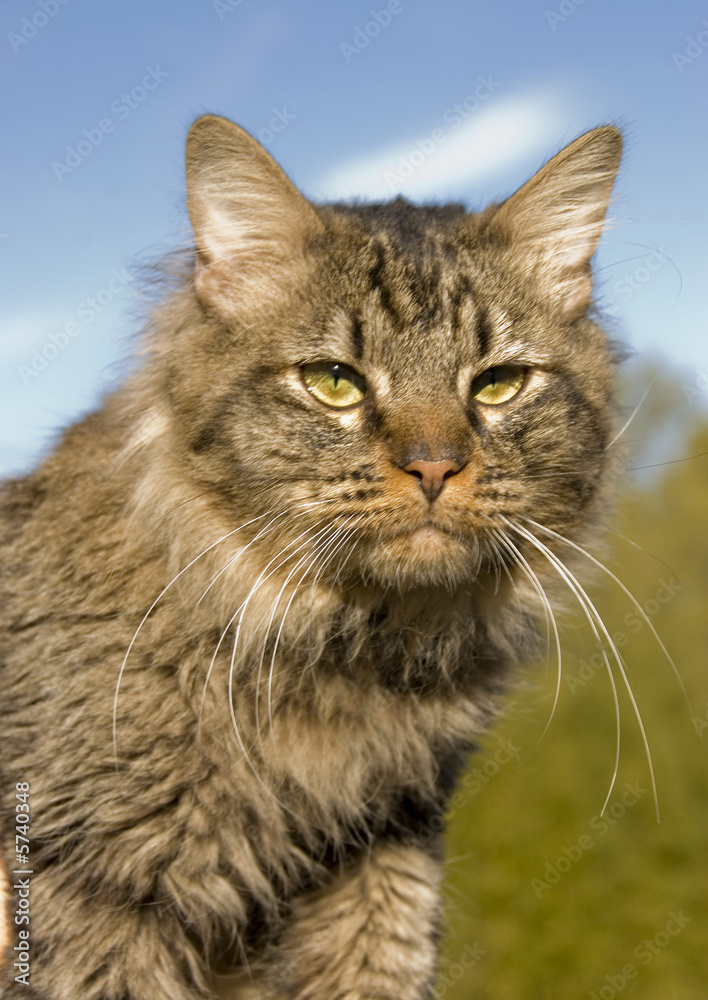 wild cat wild cat