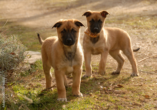 chiots malinois