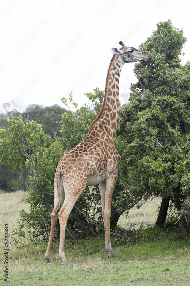 Obraz premium masai mara giraffe