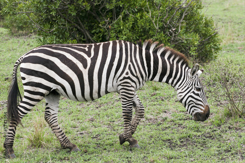 zebra grazing in the wild