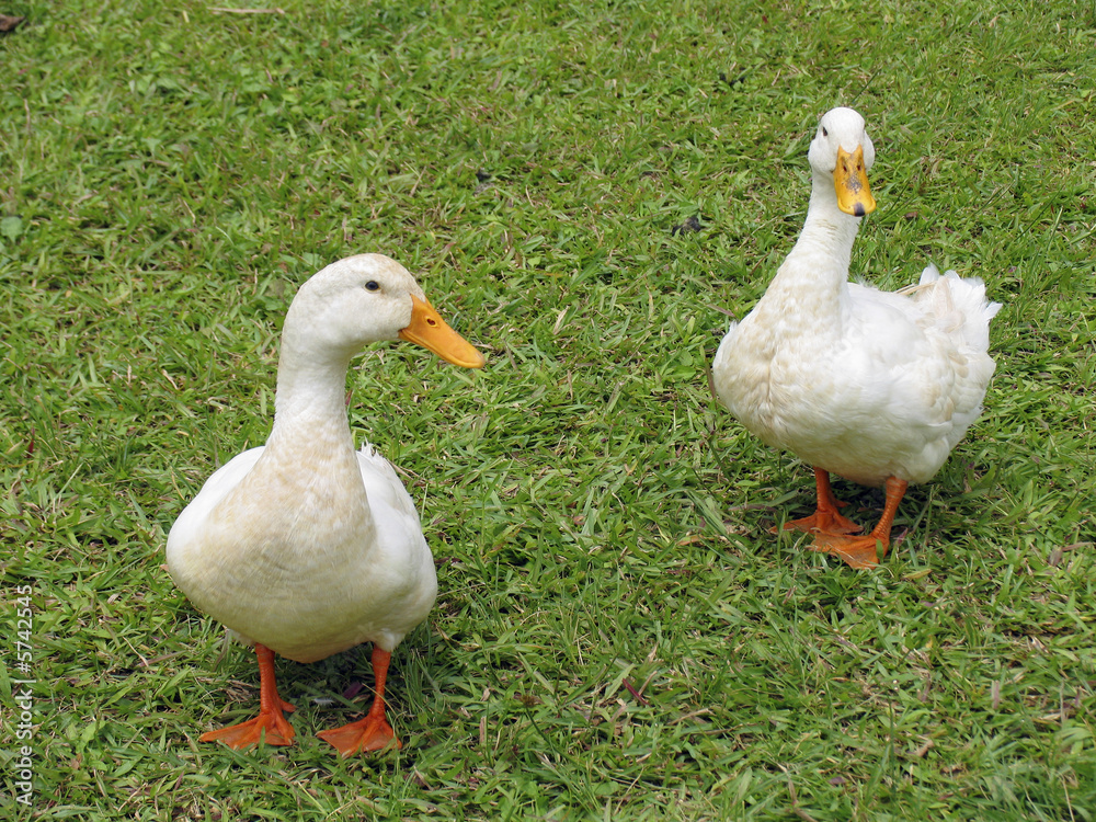 Obraz premium two ducks