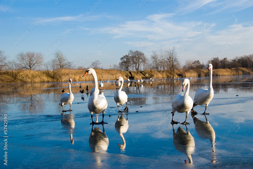 swans