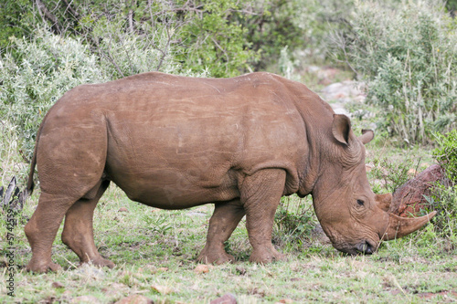 rhino in the bush of masai mara