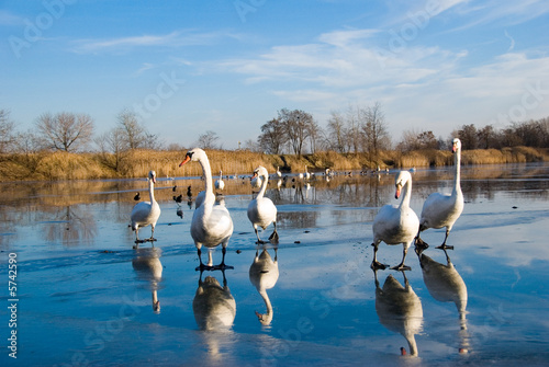 Obraz na płótnie swans w salonie